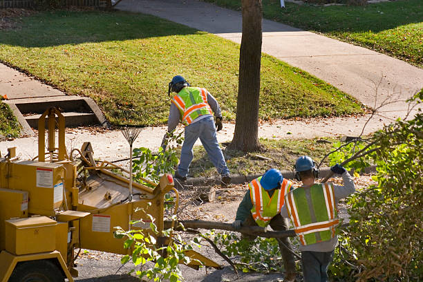 Professional Tree Care Services in Auberry, CA